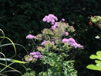 Akeleiblättrige Wiesenraute &#8218;Black Stockings&#8216;, Thalictrum aquilegifolium &#8218;Black Stockings&#8216;, Topfware