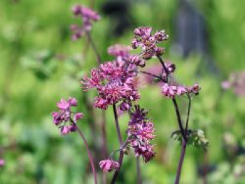 Akeleiblättrige Wiesenraute &#8218;Little Pinkie&#8216;, Thalictrum aquilegifolium &#8218;Little Pinkie&#8216;, Topfware