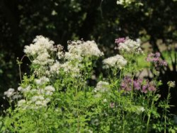 Akeleiblättrige Wiesenraute, Thalictrum aquilegifolium, Topfware