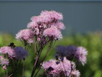 Akeleiblättrige Wiesenraute &#8218;Thundercloud&#8216;, Thalictrum aquilegifolium &#8218;Thundercloud&#8216;, Topfware