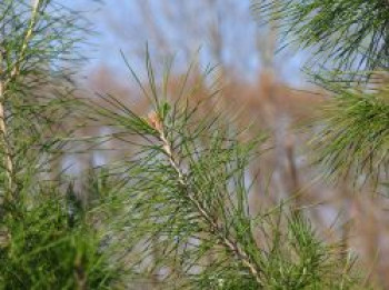 Aleppo-Kiefer, 125-150 cm, Pinus halepensis, Containerware