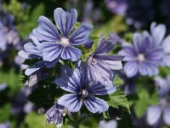 Algier-Malve &#8218;Primley Blue&#8216;, Malva sylvestris &#8218;Primley Blue&#8216;, Topfware