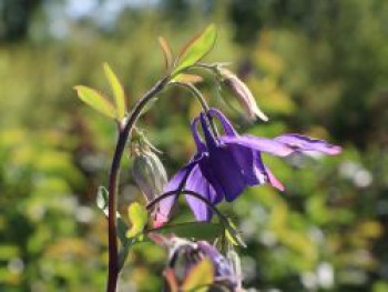 Alpen-Akelei, Aquilegia alpina, Topfware