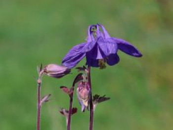 Alpen-Akelei 'Navy Blue', Aquilegia alpina 'Navy Blue', Topfware