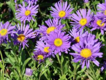 Alpen-Aster &#8218;Dunkle Schöne&#8216;, Aster alpinus &#8218;Dunkle Schöne&#8216;, Topfware