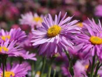 Alpen-Aster 'Happy End', Aster alpinus 'Happy End', Containerware