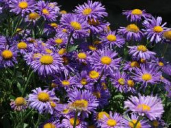 Alpen-Aster, Aster alpinus, Topfware