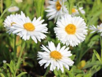 Alpen-Aster &#8218;Weiße Schöne&#8216;, Aster alpinus &#8218;Weiße Schöne&#8216;, Topfware