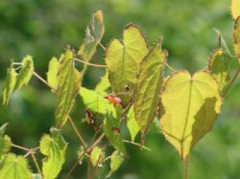 Alpen-Elfenblume, Epimedium alpinum, Topfware