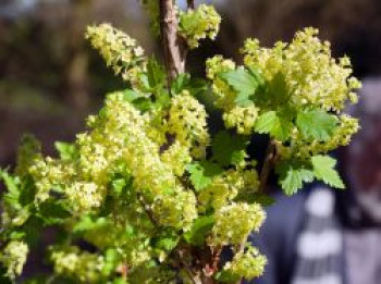 Alpen-Johannisbeere &#8218;Schmidt&#8216;, 40-60 cm, Ribes alpinum &#8218;Schmidt&#8216;, Containerware