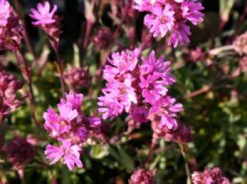 Alpen-Lichtnelke, Lychnis alpina, Topfware