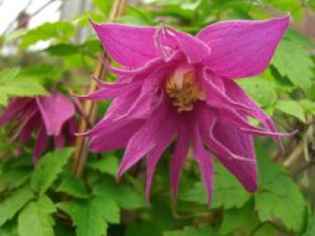 Alpen-Waldrebe &#8218;Imke&#8216;, 60-100 cm, Clematis alpina &#8218;Imke&#8216;, Containerware