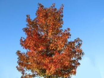 Amberbaum 'Oktoberglut', 100-150 cm, Liquidambar styraciflua 'Oktoberglut', Containerware