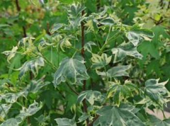 Amberbaum 'Variegata', 30-40 cm, Liquidambar styraciflua 'Variegata', Containerware