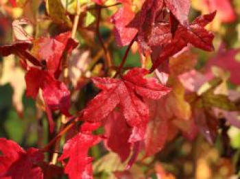 Amerikanische Amberbaum &#8218;Slender Silhouette&#8216;, 100-125 cm, Liquidambar styraciflua &#8218;Slender Silhouette&#8216;, Containerware