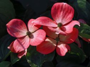 Amerikanische Blumen-Hartriegel &#8218;Royal Red&#8216;, 40-60 cm, Cornus florida &#8218;Royal Red&#8216;, Containerware