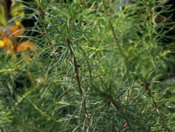 Amerikanische Douglasfichte  / Küstenfichte, 30-50 cm, Pseudotsuga menziesii viridis, Weichwandcontainer