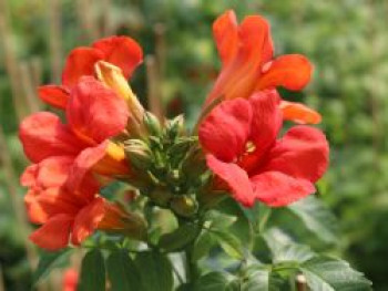 Amerikanische Klettertrompete SUMMER JAZZ ®  'Fire Trumpet', 60-100 cm, Campsis x tagliabuana SUMMER JAZZ  ® 'Fire Trumpet', Containerware