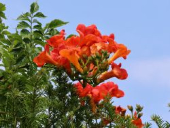 Amerikanische Klettertrompete 'Stromboli', 100-150 cm, Campsis radicans 'Stromboli', Containerware