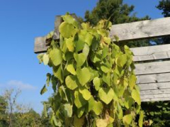 Amerikanische Pfeifenwinde / Pfeifenblume / Gespensterpflanze, 100-150 cm, Aristolochia macrophylla (durior), Containerware