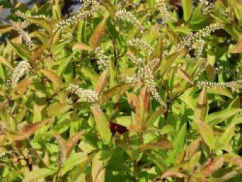 Amerikanische Rosmarinweide &#8218;Henry&#8217;s Garnet&#8216;, 30-40 cm, Itea virginica &#8218;Henry&#8217;s Garnet&#8216;, Containerware