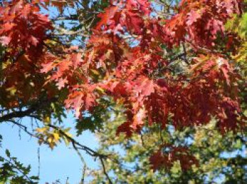 Amerikanische Roteiche, 30-50 cm, Quercus rubra, Weichwandcontainer