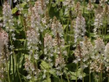 Amerikanische Schaumblüte, Tiarella wherryi, Topfware