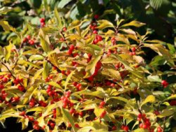 Amerikanische Winterbeere &#8218;Jingle Bells&#8216; ®, 20-30 cm, Ilex verticillata &#8218;Jingle Bells&#8216; ®, Containerware