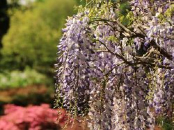 Amerikanischer Blauregen &#8218;Blue Moon&#8216;, 60-100 cm, Wisteria macrostachya var. frutesence &#8218;Blue Moon&#8216;, Containerware