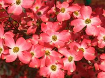 Amerikanischer Blumen-Hartriegel 'Cherokee Chief', 40-60 cm, Cornus florida 'Cherokee Chief', Containerware