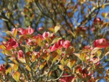 Amerikanischer Blumen-Hartriegel &#8218;Cherokee Sunset&#8216;, 40-60 cm, Cornus florida &#8218;Cherokee Sunset&#8216;, Containerware