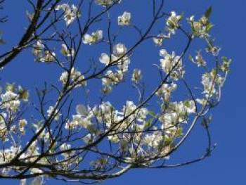 Amerikanischer Blumen-Hartriegel &#8218;Cloud Nine&#8216;, 40-60 cm, Cornus florida &#8218;Cloud Nine&#8216;, Containerware