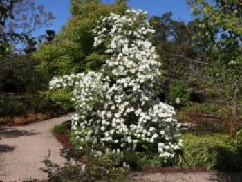 Amerikanischer Blumen-Hartriegel &#8218;Eddie&#8217;s White Wonder&#8216;, 60-80 cm, Cornus nuttallii &#8218;Eddie&#8217;s White Wonder&#8216;, Containerware