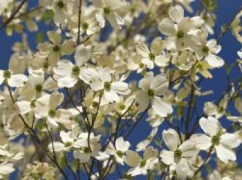 Amerikanischer Blumen-Hartriegel, 100-125 cm, Cornus florida, Containerware