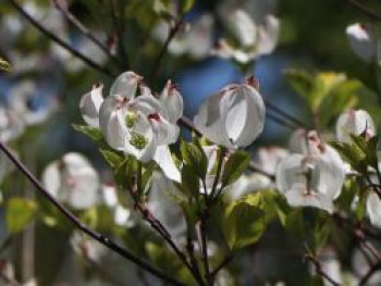 Amerikanischer Blumen-Hartriegel 'Rainbow', 40-60 cm, Cornus florida 'Rainbow', Containerware