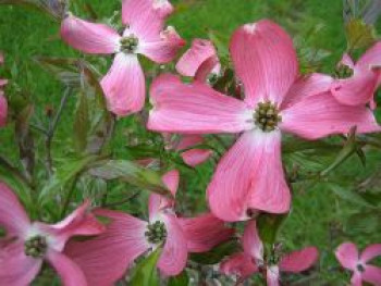 Amerikanischer Blumen-Hartriegel &#8218;Sweetwater&#8216;, 40-60 cm, Cornus florida &#8218;Sweetwater&#8216;, Containerware