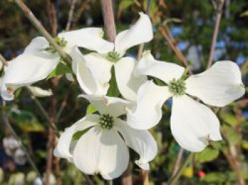 Amerikanischer Blumen-Hartriegel &#8218;Cherokee Princess&#8216;, 40-60 cm, Cornus florida &#8218;Cherokee Princess&#8216;, Containerware