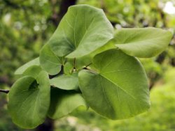 Kanadischer Judasbaum, 30-40 cm, Cercis canadensis, Containerware