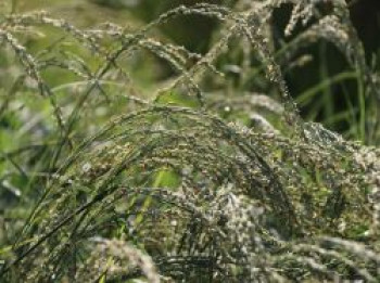 Amerikanischer Strandhafer / Blauer Strandhafer, Ammophila breviligulata, Containerware