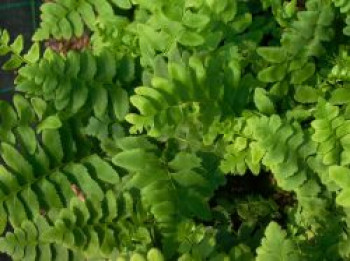 Amerikanischer Weihnachtsfarn, Polystichum acrostichoides, Topfware