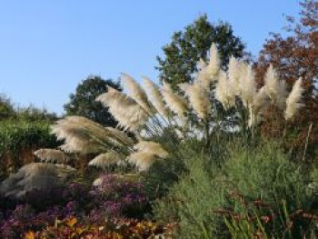 Amerikanisches Pampasgras / Silber-Pampasgras, 40-60 cm, Cortaderia selloana, Containerware