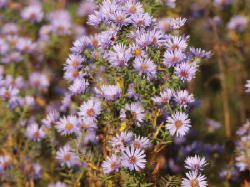 Amethyst-Aster &#8218;Freiburg&#8216;, Aster x amethystinus &#8218;Freiburg&#8216;, Topfware