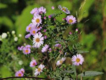 Amethyst-Aster &#8218;Kylie&#8216;, Aster x amethystinus &#8218;Kylie&#8216;, Topfware