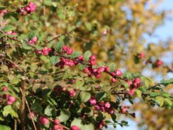 Amethystbeere &#8218;Magic Berry&#8216;, 60-100 cm, Symphoricarpos doorenbosii &#8218;Magic Berry&#8216;, Containerware