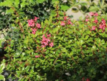 Andenstrauch / Escallonie &#8218;Red Dream&#8216;, 20-30 cm, Escallonia &#8218;Red Dream&#8216;, Containerware