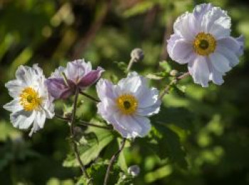 Anemone 'Dreaming Swan', Anemone x cultorum 'Dreaming Swan', Containerware