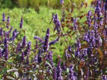 Anis-Duftnessel &#8218;Little Adder&#8216;, Agastache rugosa &#8218;Little Adder&#8216;, Topfware