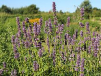 Anis-Duftnessel, Agastache foeniculum, Topfware