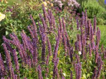 Anis-Duftnessel &#8218;Purple Haze&#8216; ®, Agastache foeniculum &#8218;Purple Haze&#8216; ®, Topfware