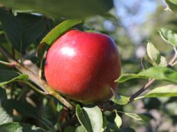 Apfel 'Ecolette', Stamm 40-60 cm, 120-160 cm, Malus 'Ecolette', Containerware